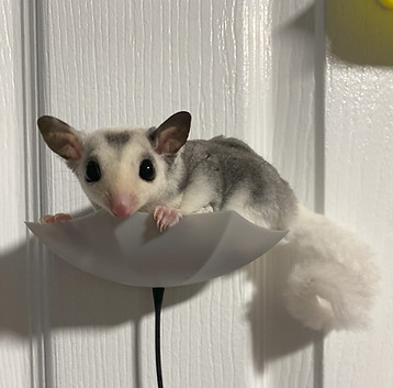 Georgian Bay Sugar Gliders enjoy time out of their enclosures .jpeg