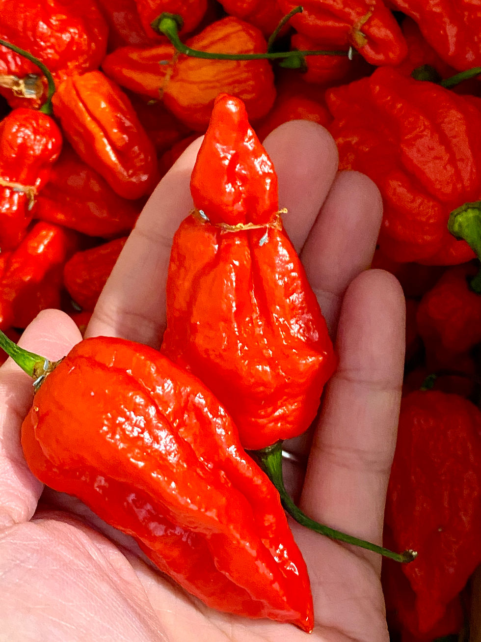 Dorset Naga Super Hot Chilli Sauce