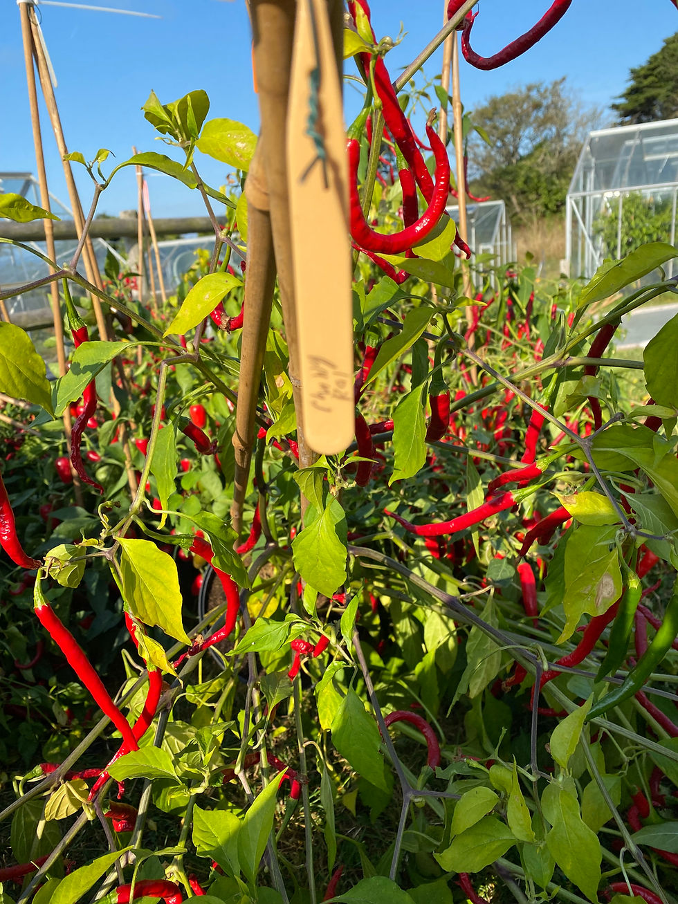 Thumbnail: 51 Blend hot chilli sauce