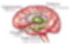 brain.png