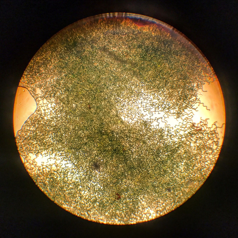 Algaeponics