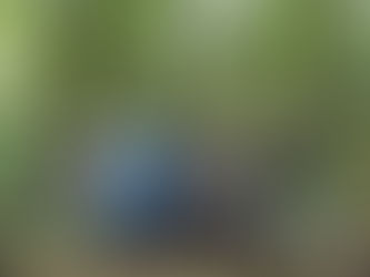 ✅𝐌𝐎𝐍𝐈𝐓𝐎𝐑𝐄𝐎 𝐅𝐎𝐑𝐄𝐒𝐓𝐀𝐋 𝐄𝐍 𝐋𝐀 𝐌𝐈𝐂𝐑𝐎𝐂𝐔𝐄𝐍𝐂𝐀 𝐑𝐈́𝐎 𝐂𝐀𝐋𝐀́𝐍💧🌳