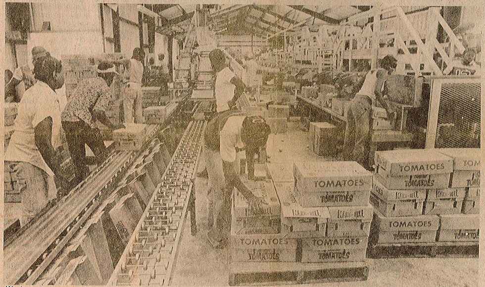 interior of a warehouse with conveyor belts and boxes labeled tomatoes. Many workers can be seen.