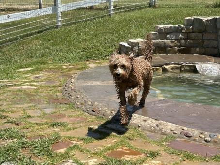 Wet curly-coated dog running beside a small pool in a grassy outdoor play yard.