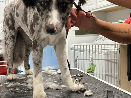 Is Your Dog Overdue for Grooming? Signs to Watch for Beyond the Obvious