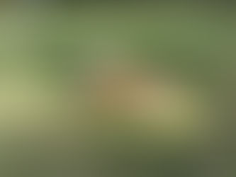 Senior yellow Labrador retriever relaxing in the grass in a shaded outdoor yard.