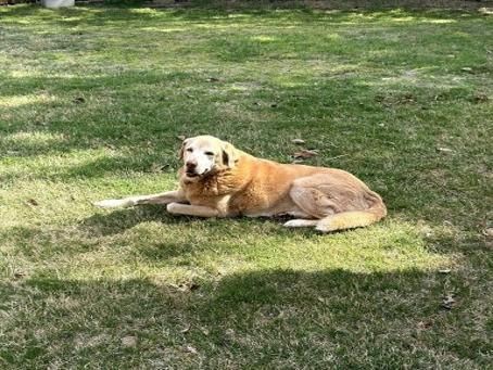 Senior yellow Labrador retriever relaxing in the grass in a shaded outdoor yard.