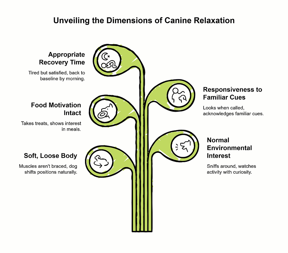 Five dimensions of canine relaxation infographic for dog boarding and daycare.