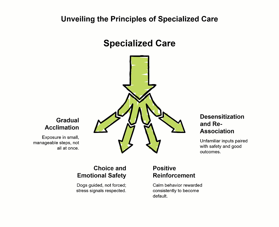 Specialized pet care principles infographic illustrating four approaches for anxious dogs: gradual acclimation, desensitization and re-association, choice and emotional safety, and positive reinforcement.