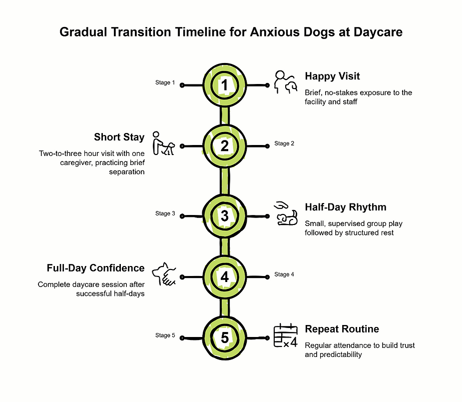 5-stage gradual transition timeline for anxious dogs at doggie daycare.