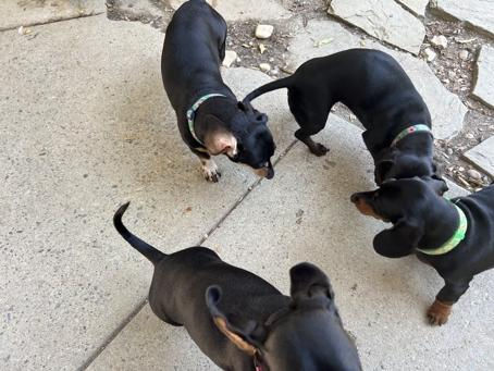 Four small black dachshunds wearing collars gather together on a patio.