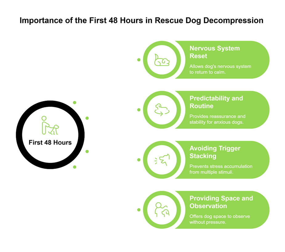 Infographic showing why the first 48 hours are critical for rescue dog decompression and stress recovery.