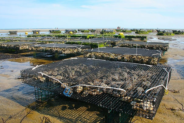Oyster farm out of water