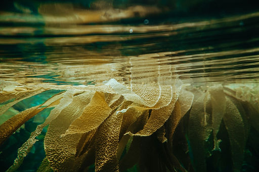 Seaweed in water