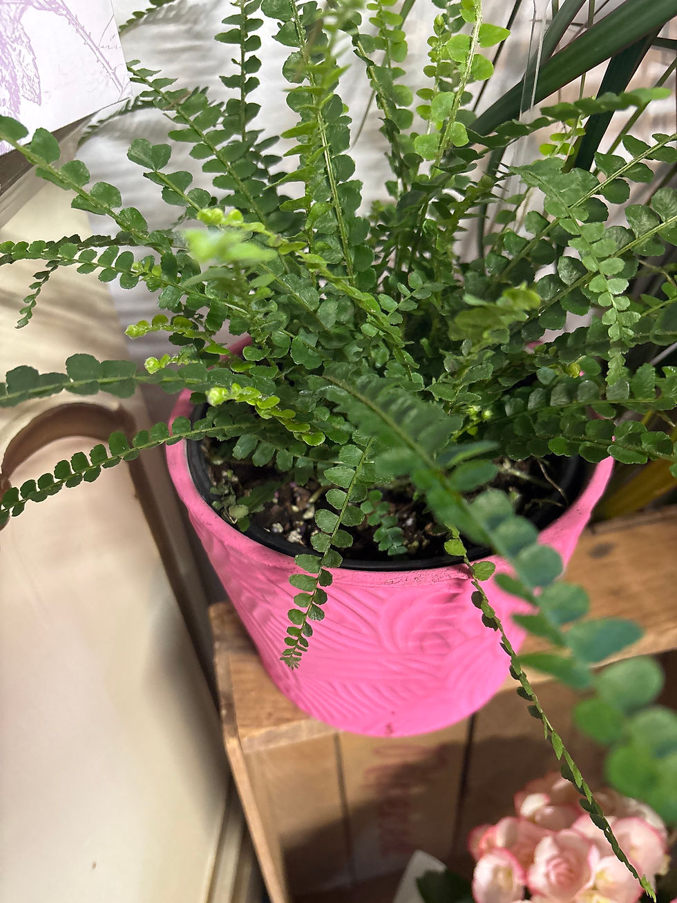 Thumbnail: Plants