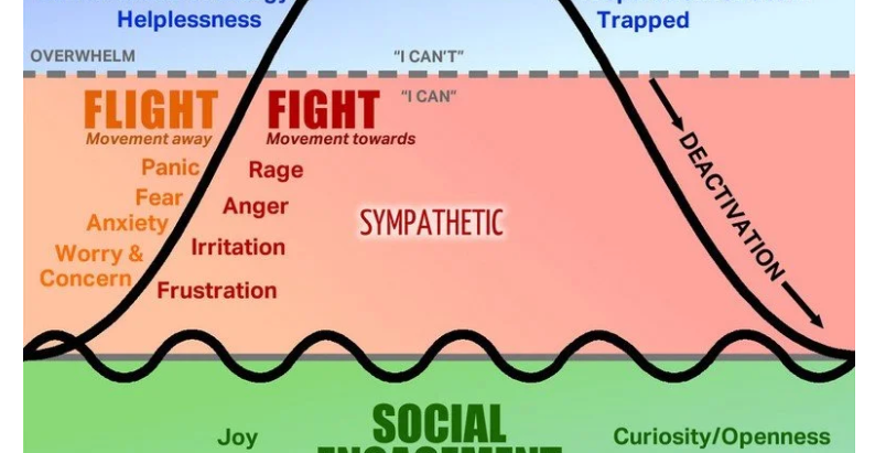 What is Polyvagal Theory?