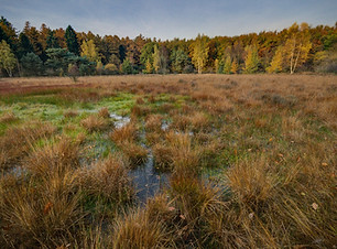 Wetland Creation