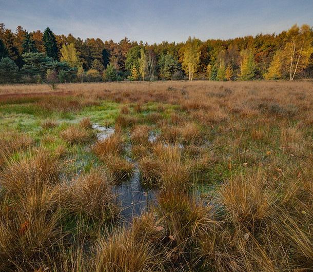 Wetlands, Permaculture, Water Management, Sustainability