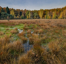 Wetland Creation