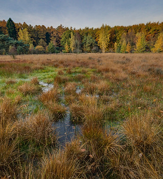 Wetland Creation