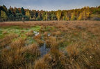 Wetland Creation