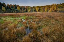 Wetland Creation
