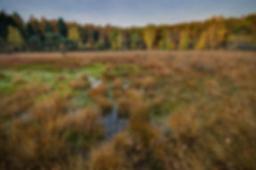 Wetland Conservation Act permit application