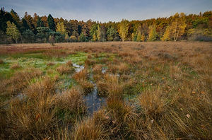 Wetland Creation