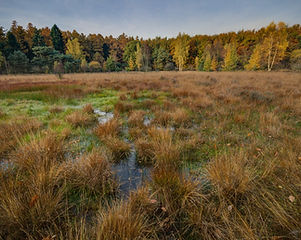 Wetland Creation