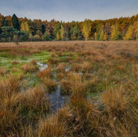 Wetland Creation