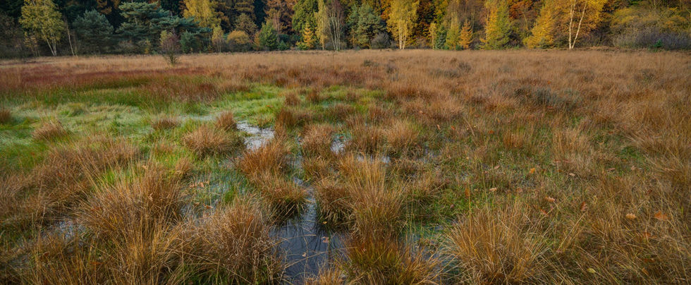 Wetland Creation