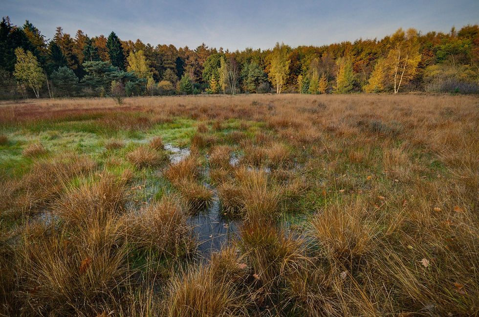 Symbiotic Wetlands
