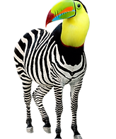 cm-zebra-tucan copy.png