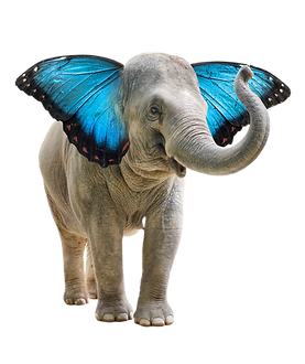 CP elephant butterfly ANGLE high res-RGB