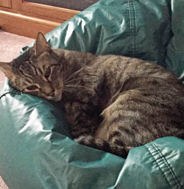 Elwood
