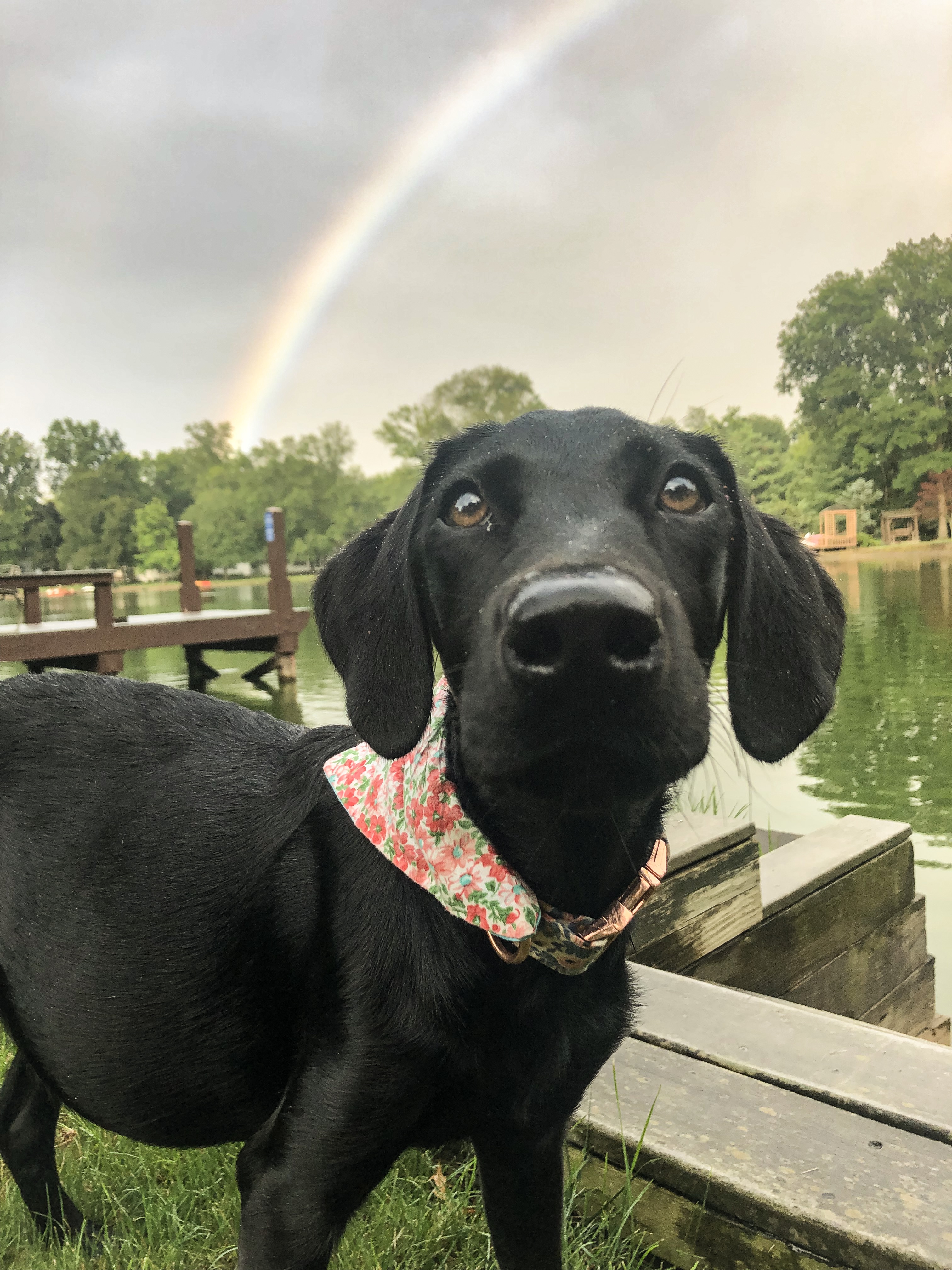 Cora
