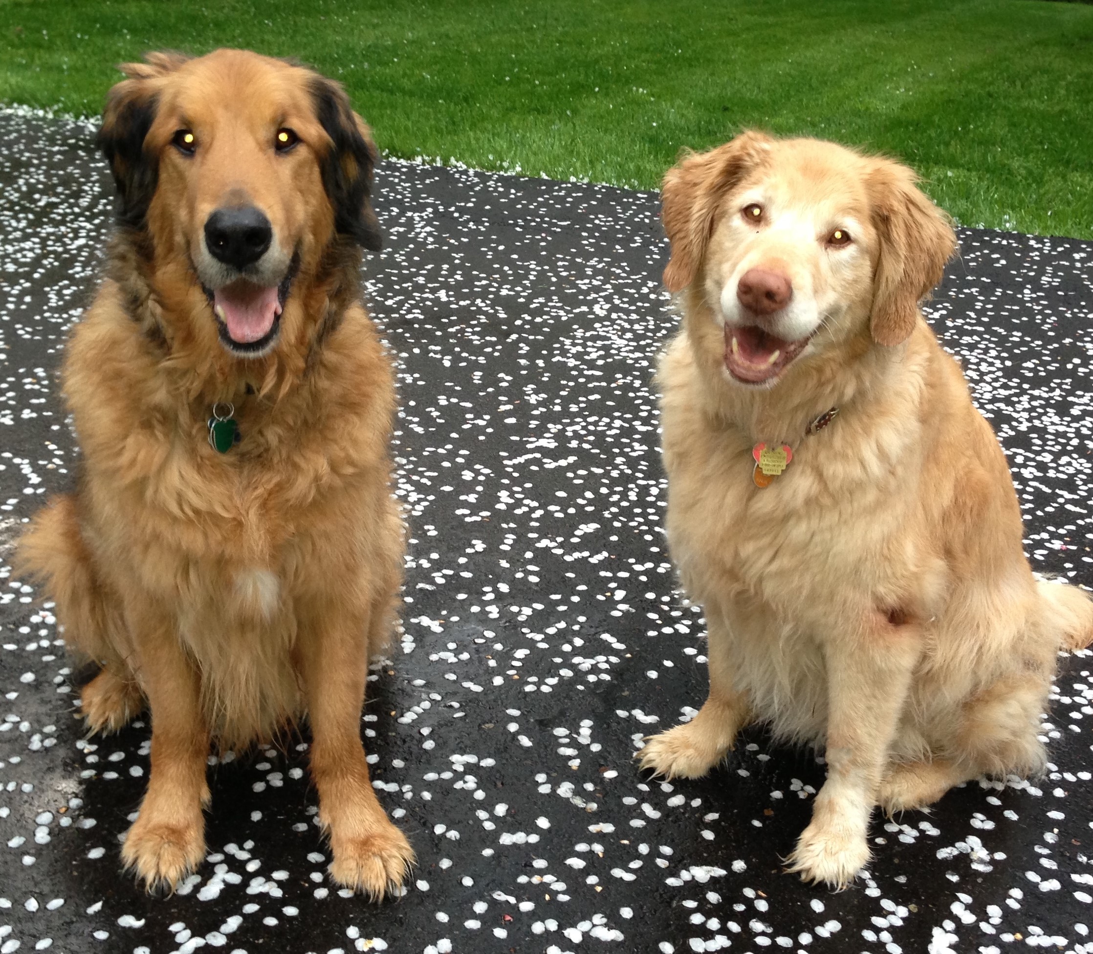 Brindle and Vito