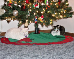 Sweetie & Tipper waiting for Santa