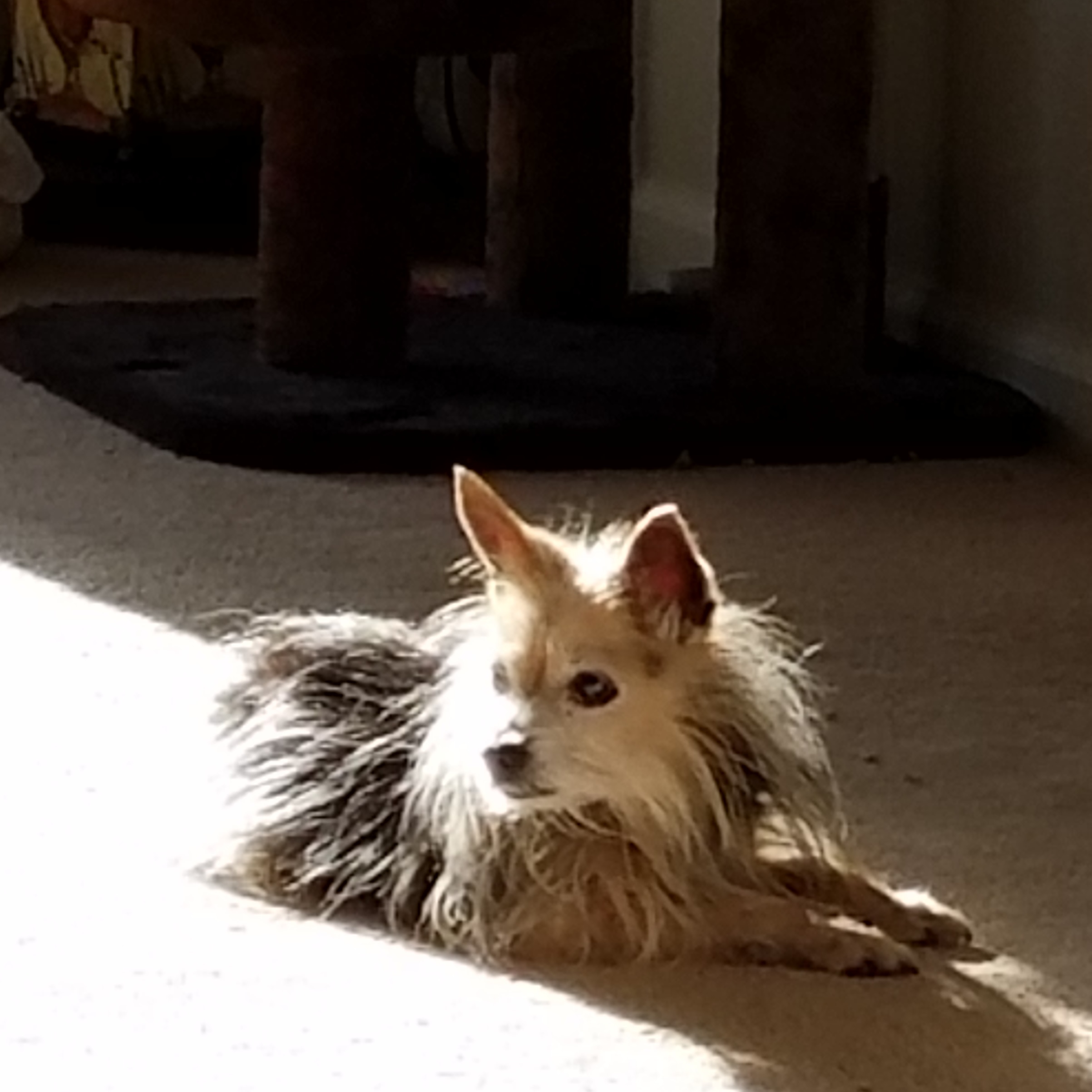 Gracie