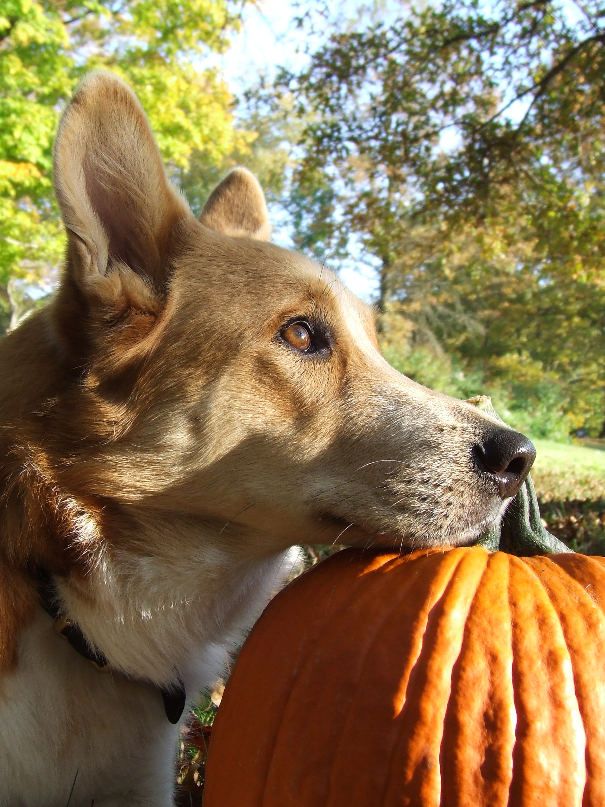 Pumpkin