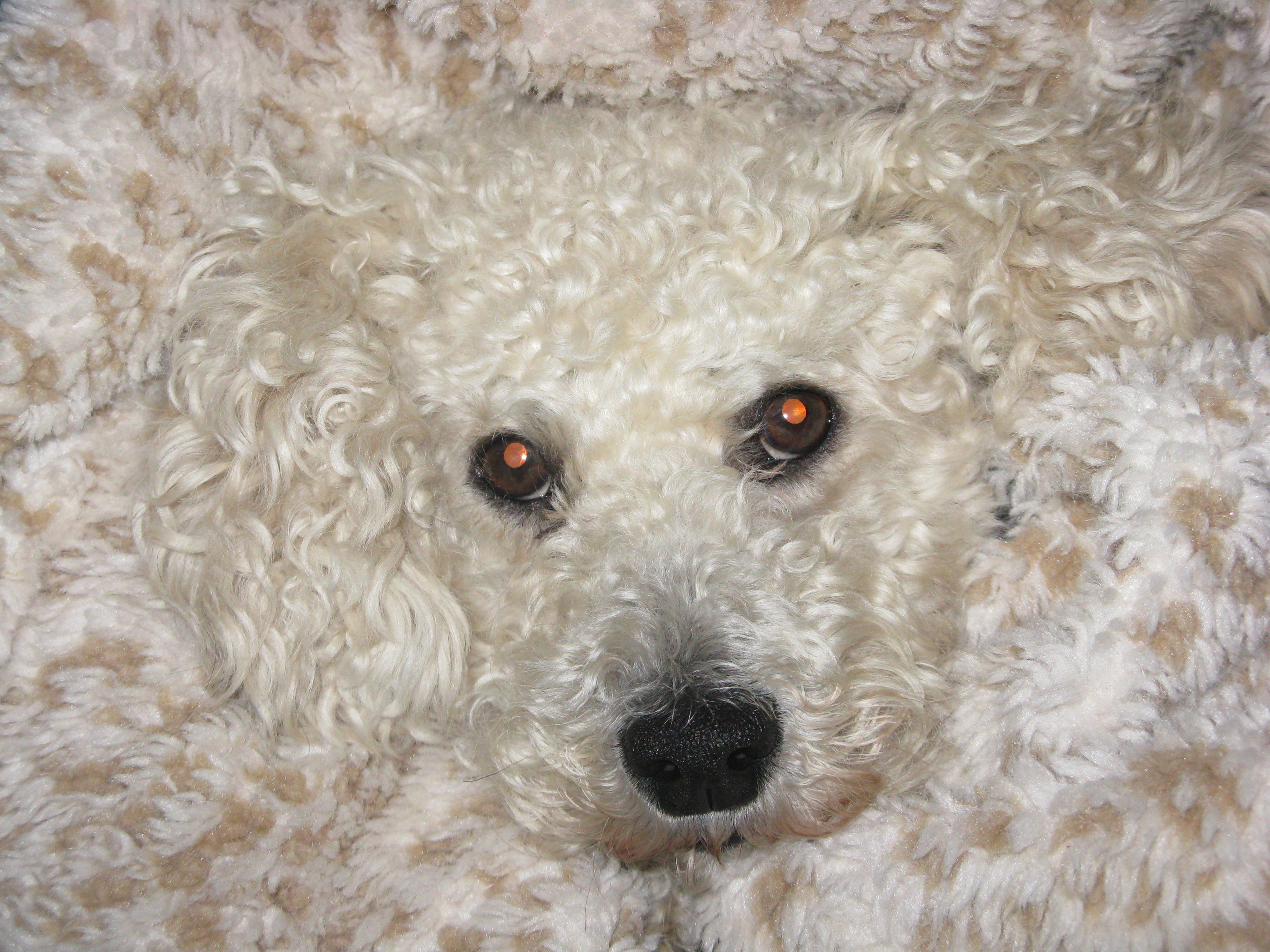 Ollie