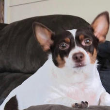 Rascal
