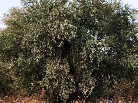 "The Saffron within Me"