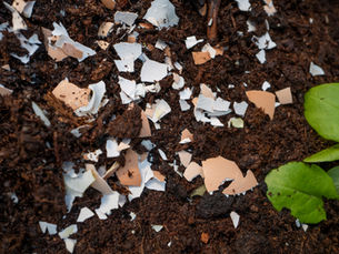 Reduce Food Waste at Home: How Much the Average American Really Wastes