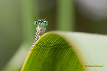 geringe Schärfentiefe (auf Augen beschränkt) verleiht dem Insektenmakro seine Tiefenwirkung