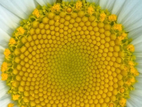 Daily Union: Remembering Our True Nature