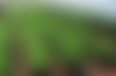 Mint Processing Plant Project Report 2025: Industry Analysis, Unit Setup, Cost Requirements