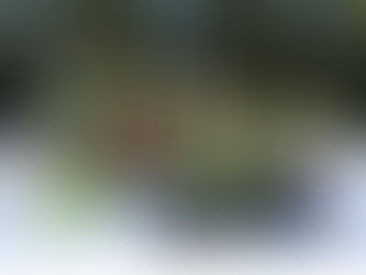 Talentiade SC Seebach – Skiteam strahlt mit Sonne um die Wette