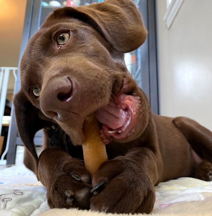 Thumbnail: Himalayan- YUM Dog Chew