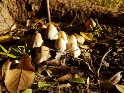 54 Kathryn Champness - Toadstools